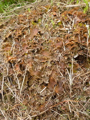 Peltigera ponojensis