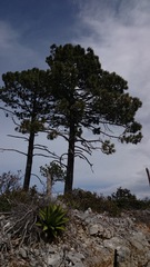 Pinus hartwegii