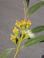 Eucalyptus pterocarpa