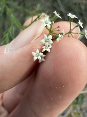 Platysace linearifolia, photograph (c) Toby Jin, some rights reserved (CC BY)