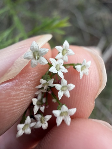 Platysace linearifolia