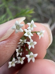 Platysace linearifolia