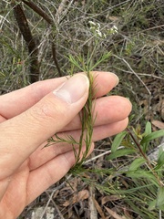 Platysace linearifolia, photograph (c) Toby Jin, some rights reserved (CC BY)