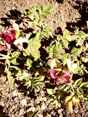Acmispon grandiflorus grandiflorus