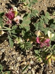 Acmispon grandiflorus grandiflorus