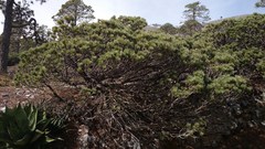 Pinus culminicola