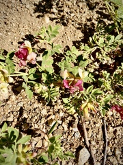 Acmispon grandiflorus grandiflorus