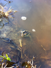 Lithobates sphenocephalus utricularius