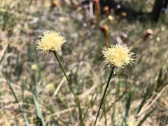 Calliscirpus criniger