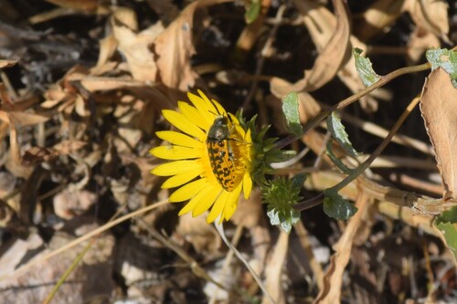 Acmaeodera auritincta