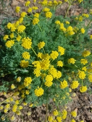 Lomatium papilioniferum