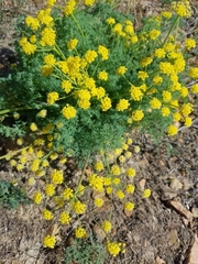 Lomatium papilioniferum