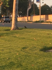 Corvus brachyrhynchos