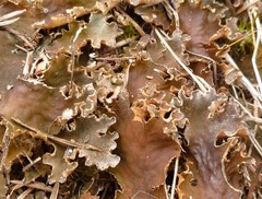 Peltigera ponojensis