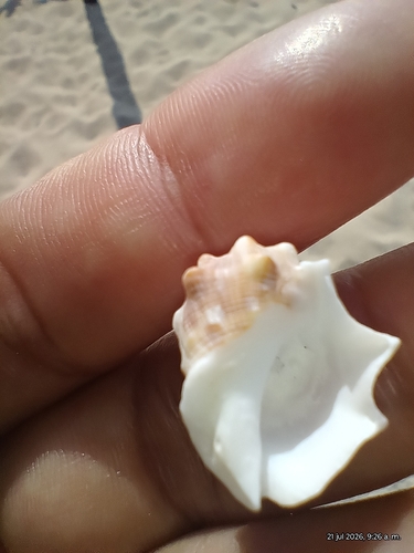 Mancinella triangularis observed 2026-07-21