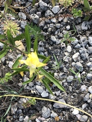 Oenothera serrulata