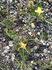 Oenothera serrulata
