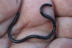 Leptotyphlops conjunctus