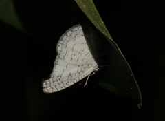 Spalgis lemolea lemolea