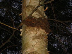 Inonotus glomeratus