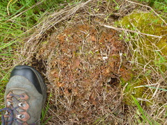 Peltigera ponojensis