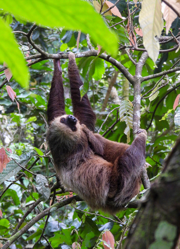 Hoffmann's Two-toed Sloth