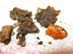 Inonotus glomeratus