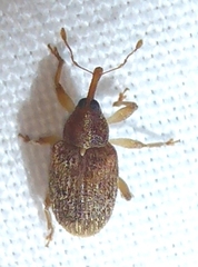 Lignyodes horridulus