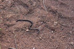 Leptotyphlops conjunctus