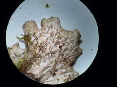 Peltigera ponojensis