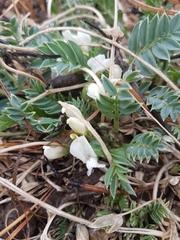 Oxytropis caespitosa