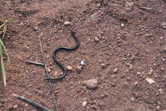 Leptotyphlops conjunctus