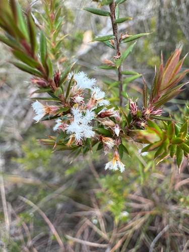 Styphelia recurvisepala observed 2026-07-28