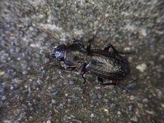 Mecodema sculpturatum