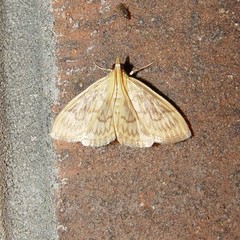 Crocidophora serratissimalis