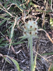 Plantago helleri