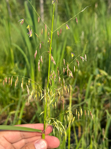 Wild rice