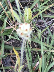 Plantago helleri