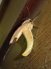 Coequosa australasiae