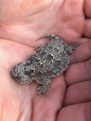 Phrynosoma douglasii