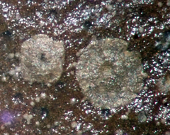 Phycopeltis