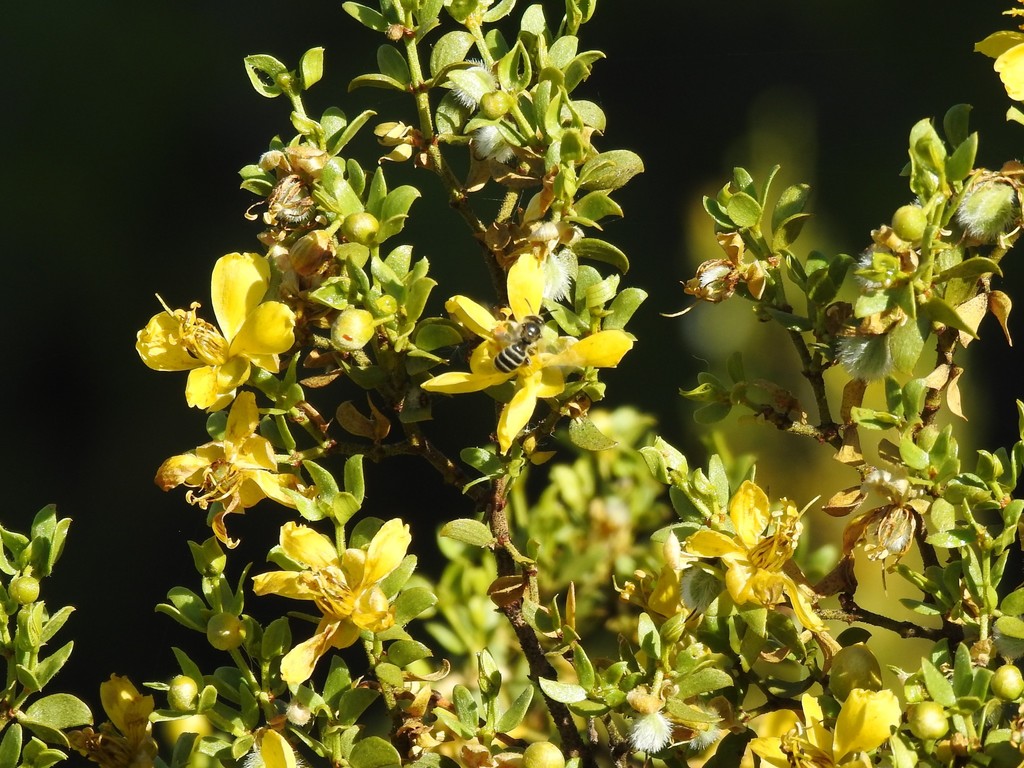 Creosote Evening Bee