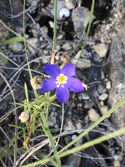 Giliastrum rigidulum