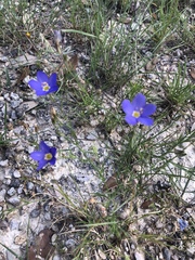 Giliastrum rigidulum