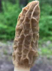 Morchella americana