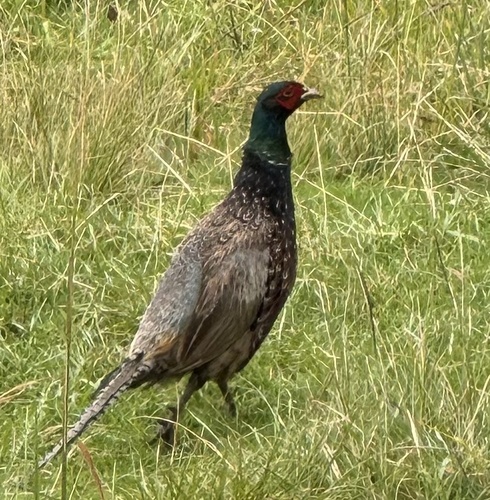 Phasianus colchicus, 2026-07-27