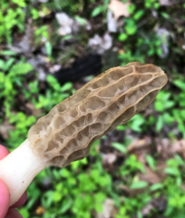 Morchella americana