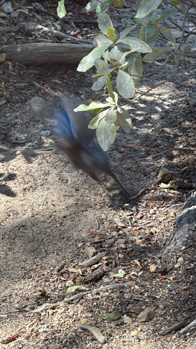 iNaturalist observation photo of Steller's Jay