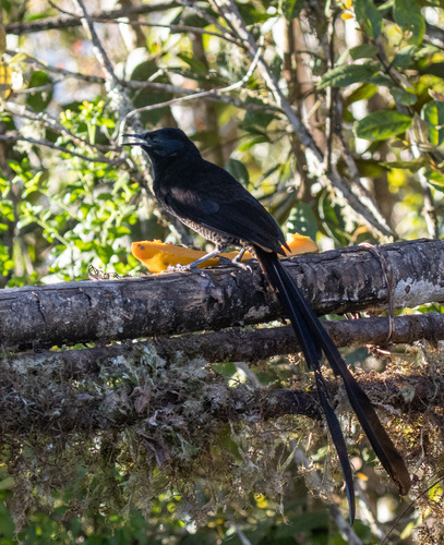 Princess Stephanie's Astrapia (Astrapia stephaniae), photo 9