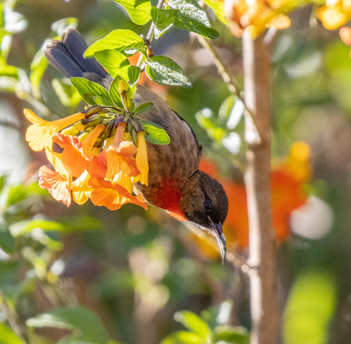 Red-collared Myzomela (Myzomela rosenbergii), photo 10
